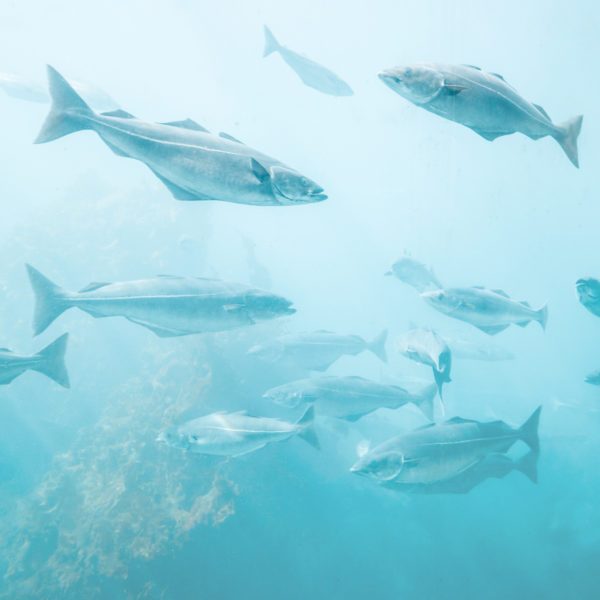 omega 3 norsan fisk